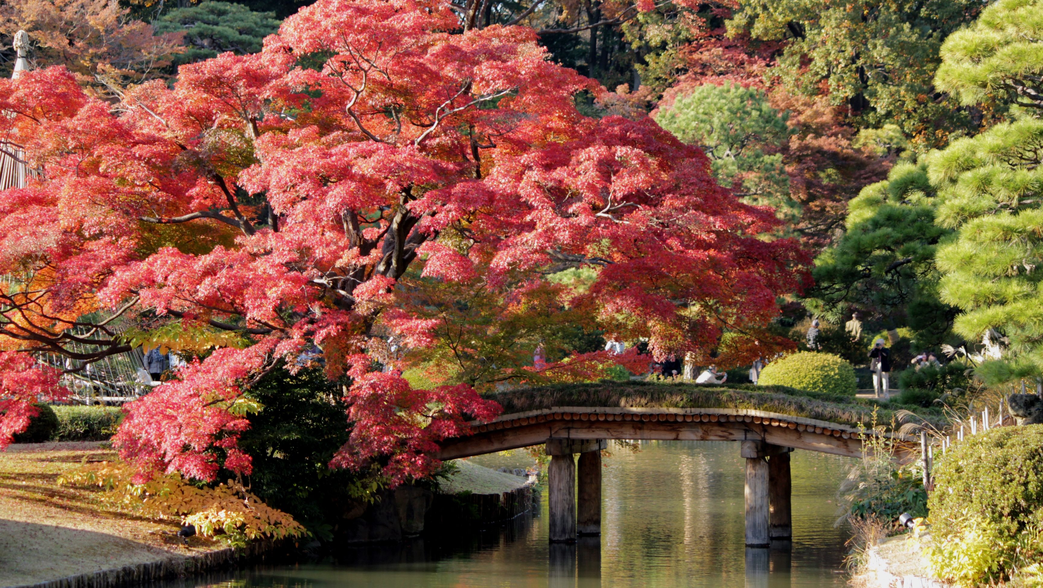 Herbstlaub in Tokyo: die schönsten Orte